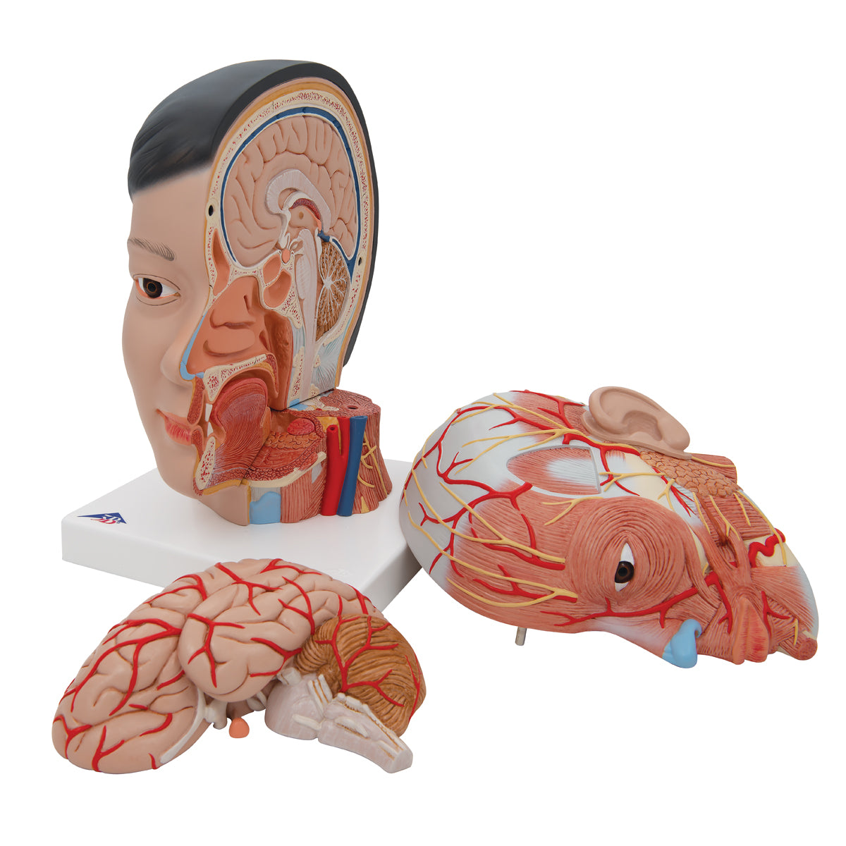 Asian Deluxe Head Model with Neck, 4 part