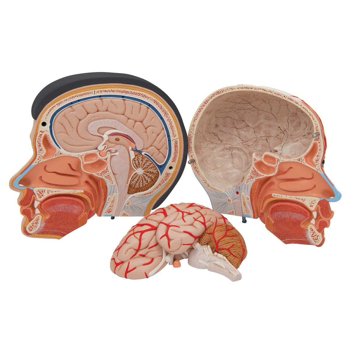 Asian Deluxe Head Model with Neck, 4 part