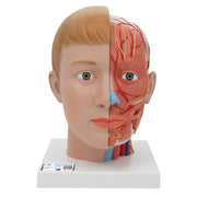 Human Head Model with Neck, 4 part