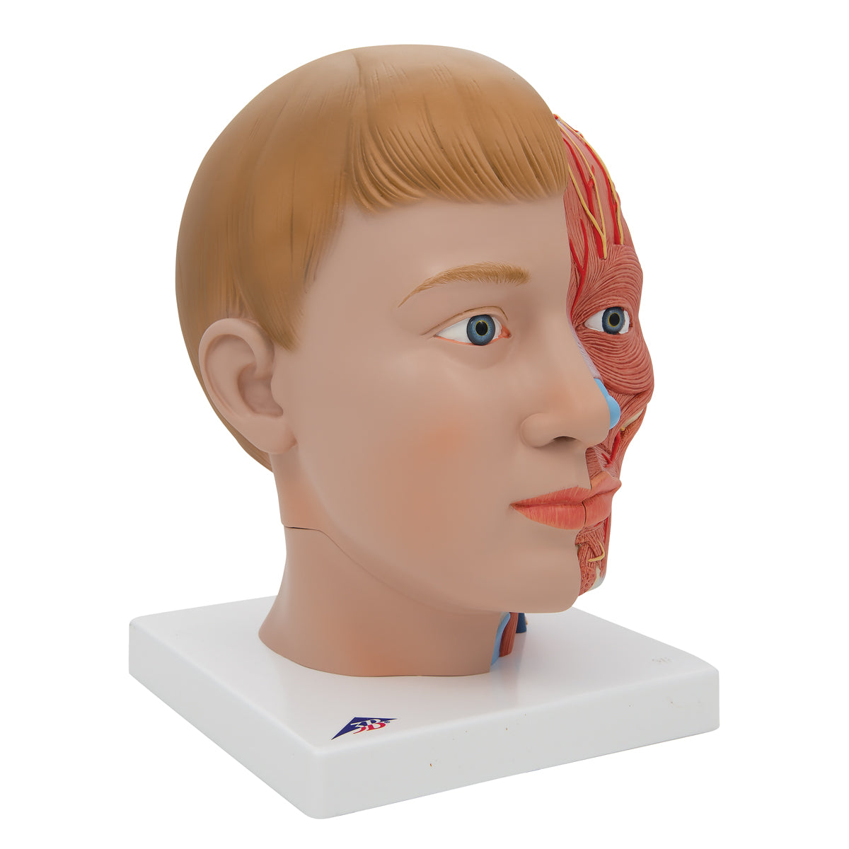Human Head Model with Neck, 4 part