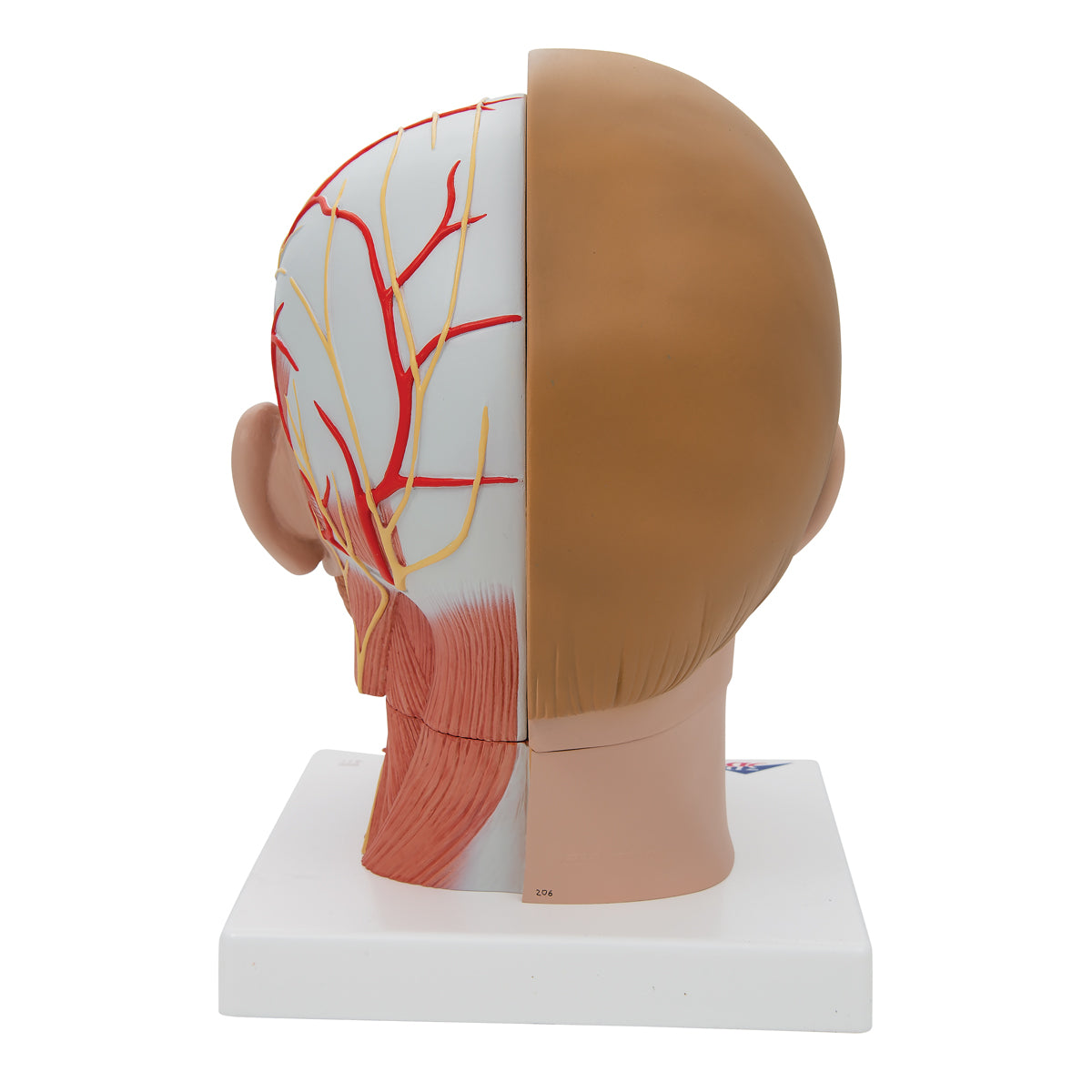 Human Head Model with Neck, 4 part