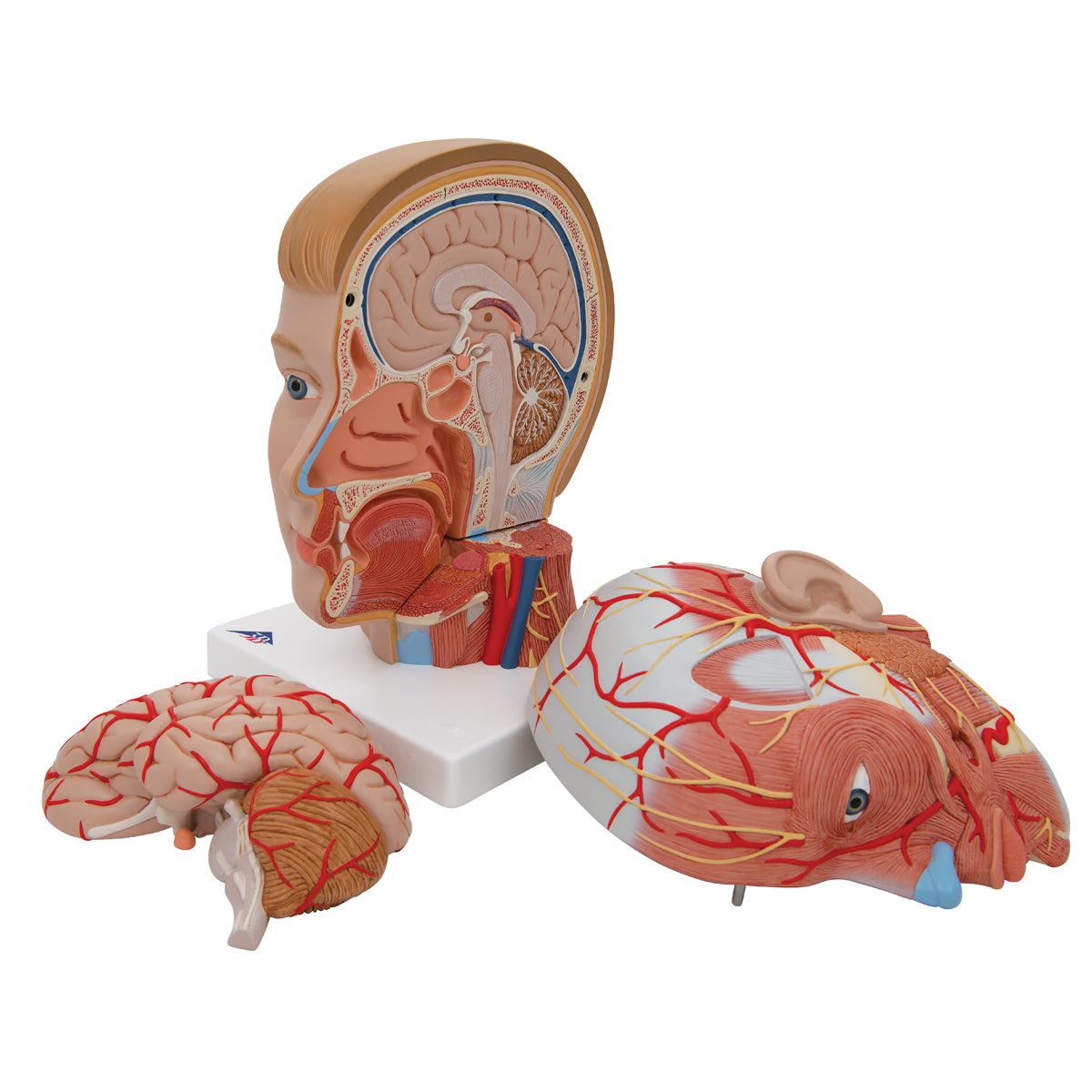 Human Head Model with Neck, 4 part