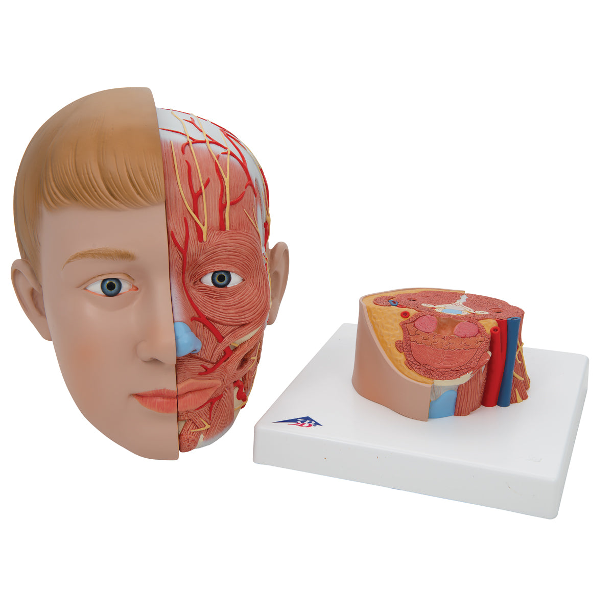 Human Head Model with Neck, 4 part