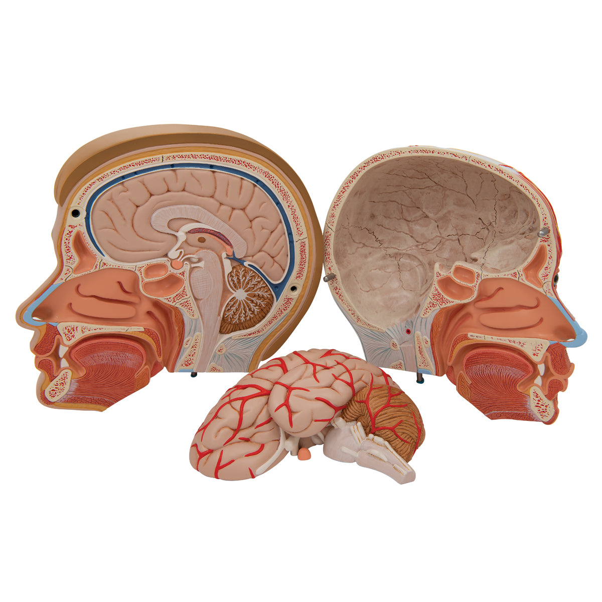 Human Head Model with Neck, 4 part