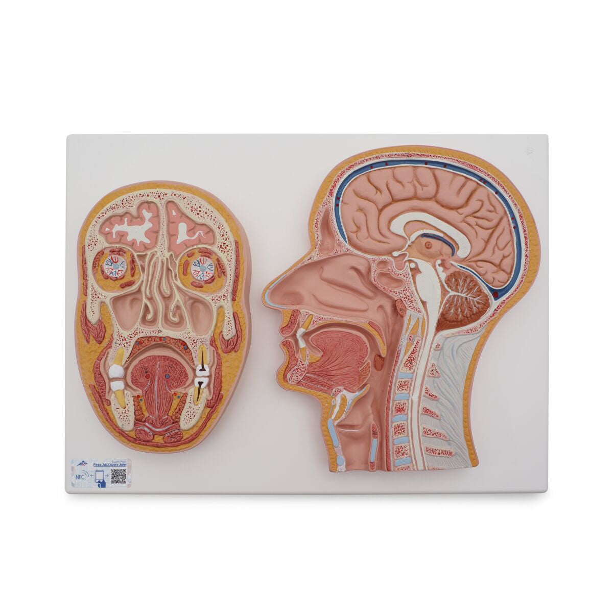 Median and Frontal Section of Human Head