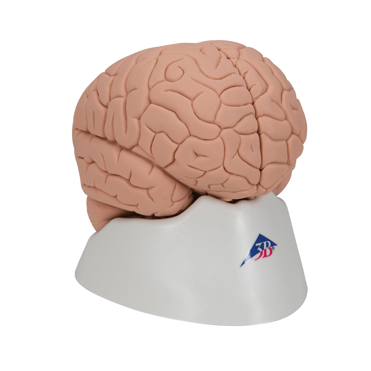 Introductory Human Brain Model, 2 part
