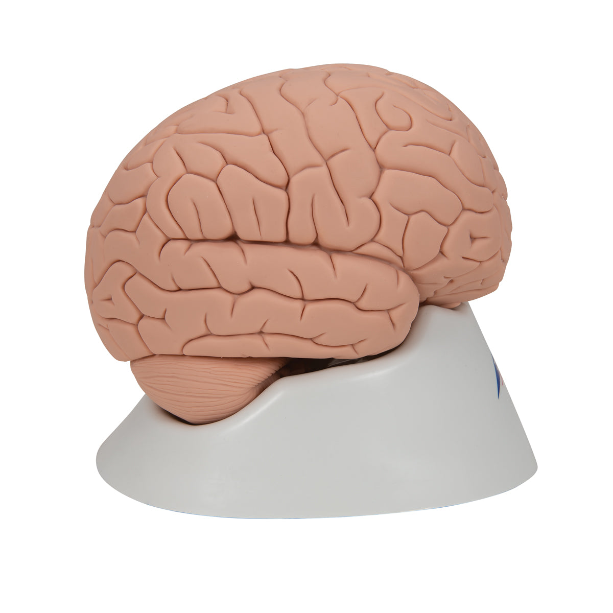 Introductory Human Brain Model, 2 part