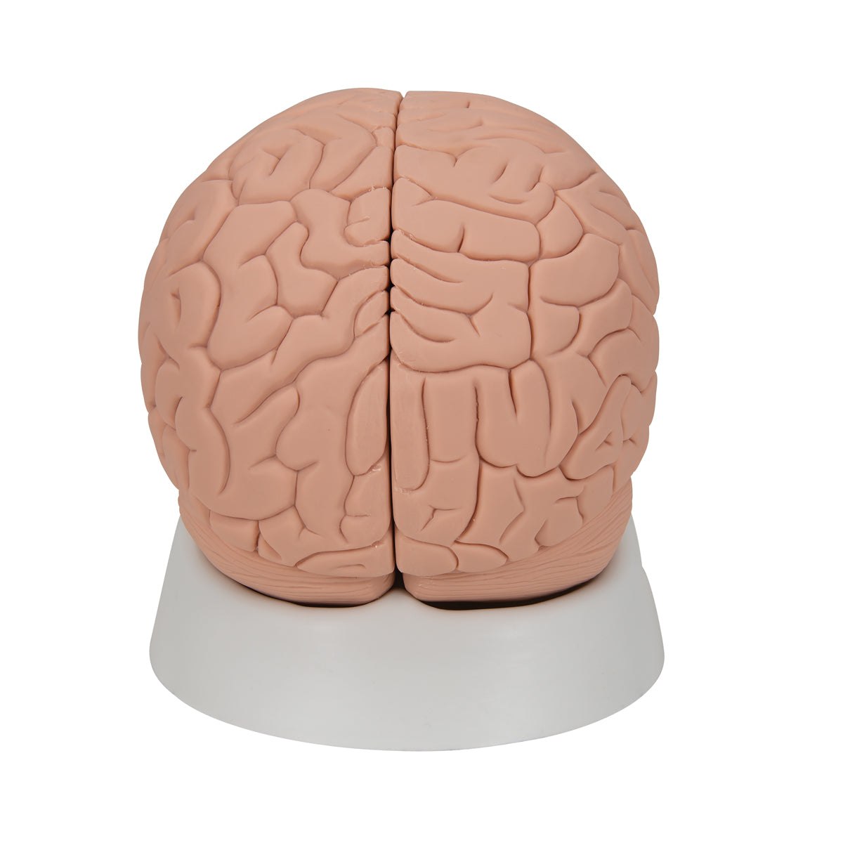 Introductory Human Brain Model, 2 part
