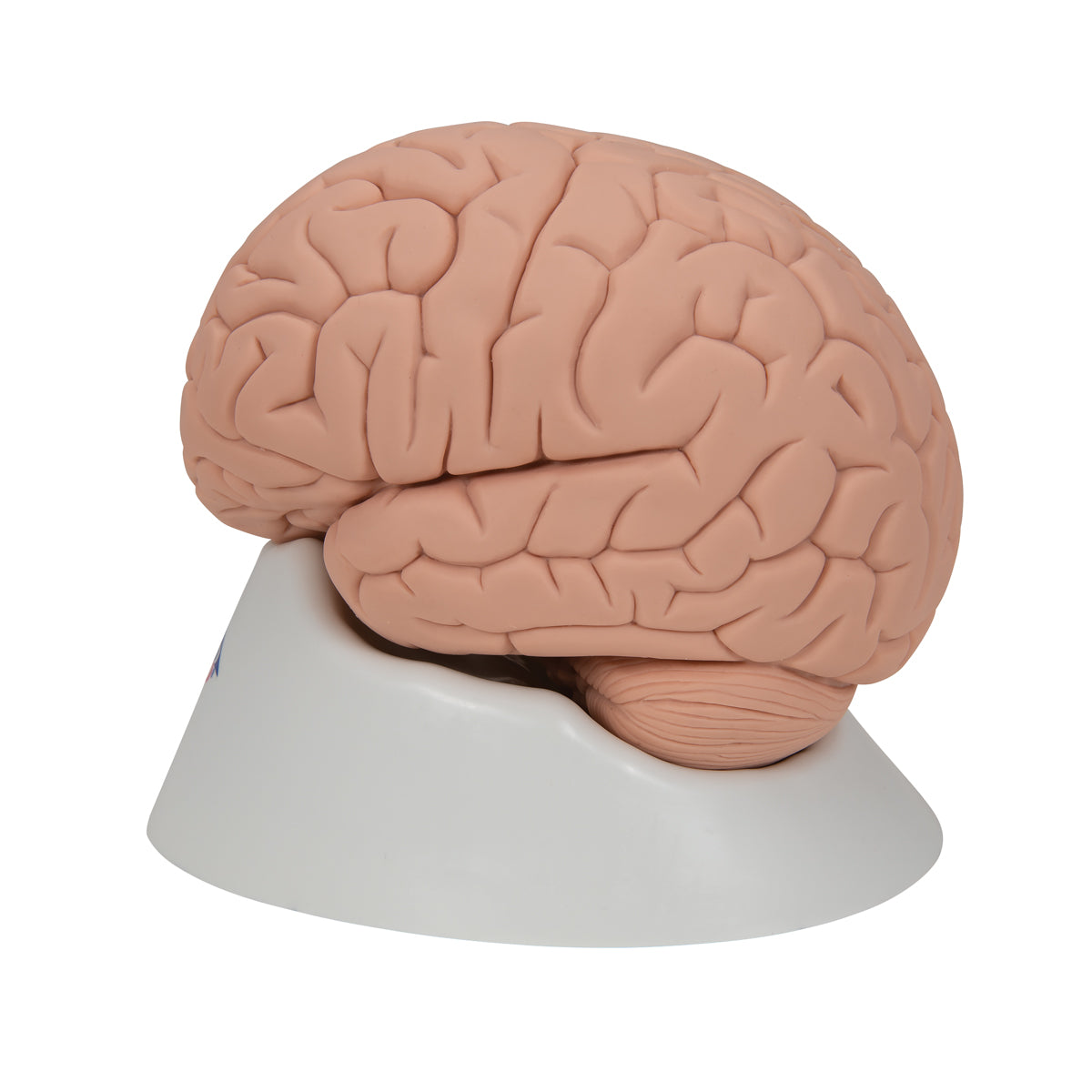 Introductory Human Brain Model, 2 part