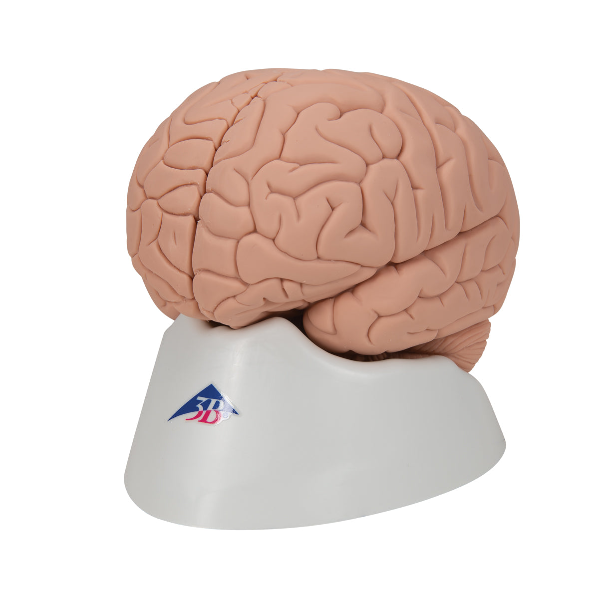 Introductory Human Brain Model, 2 part