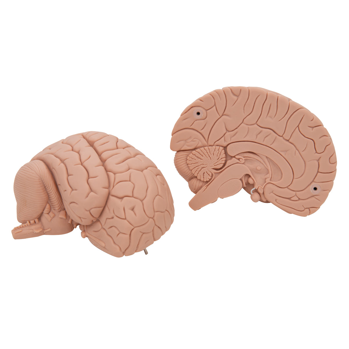 Introductory Human Brain Model, 2 part