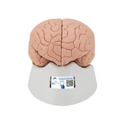 Human Brain Model, 4 part
