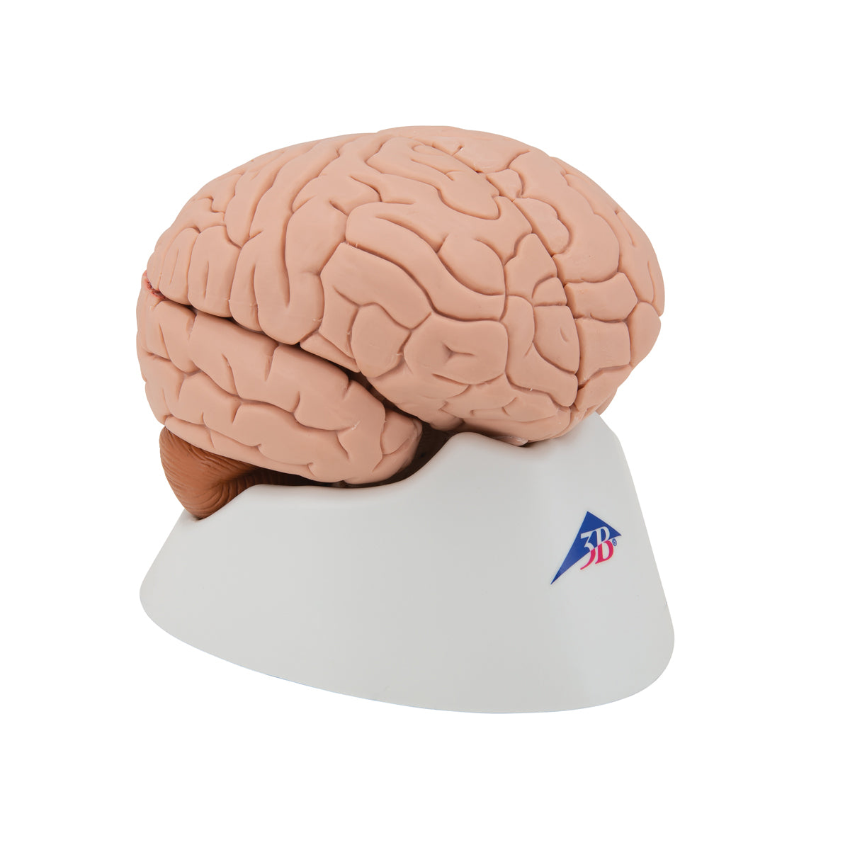 Human Brain Model, 4 part