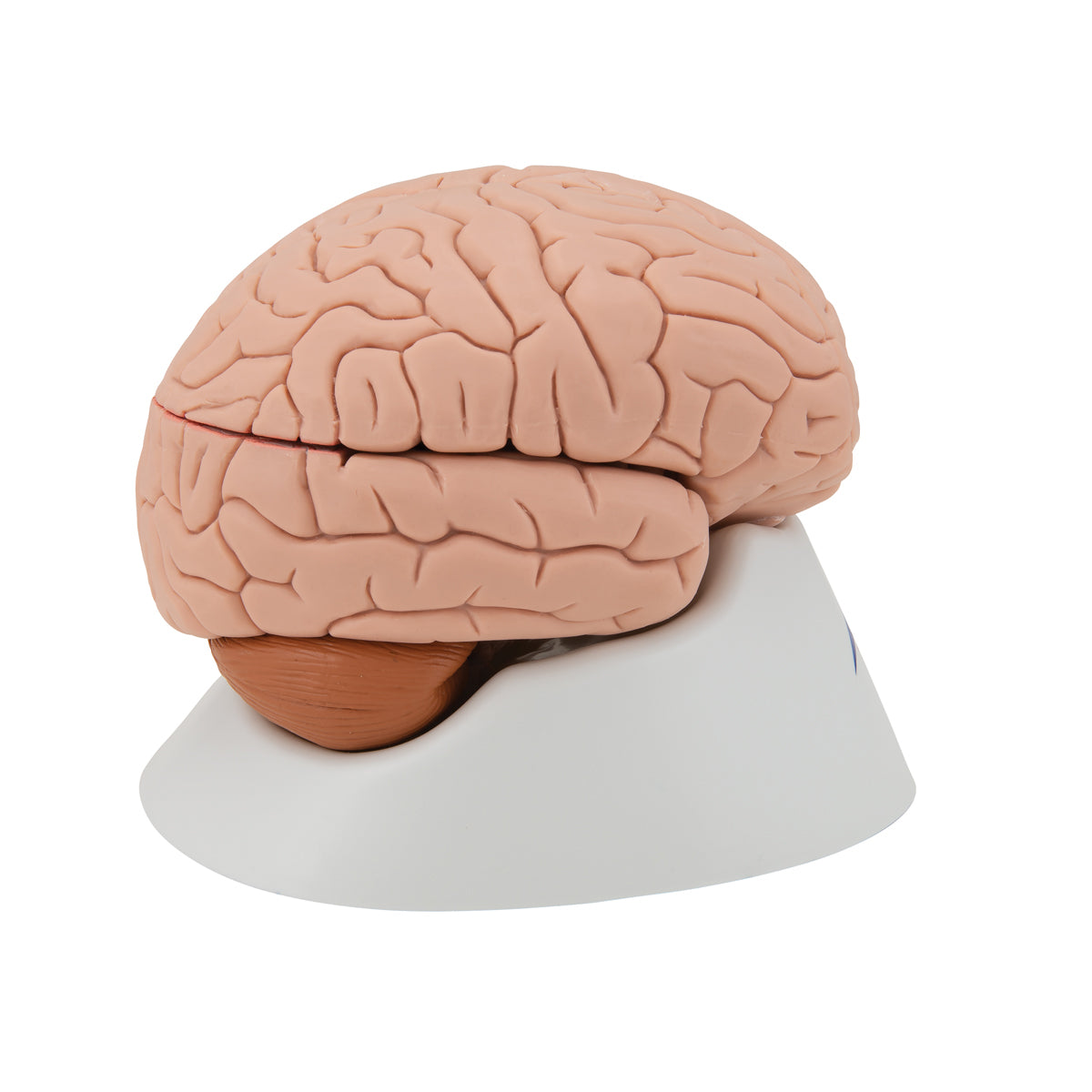 Human Brain Model, 4 part