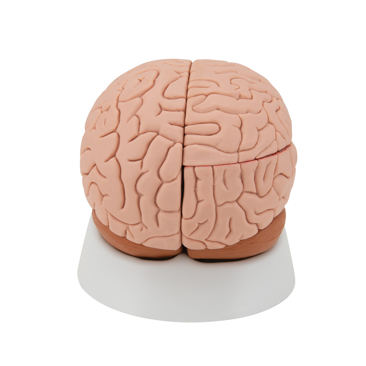 Human Brain Model, 4 part