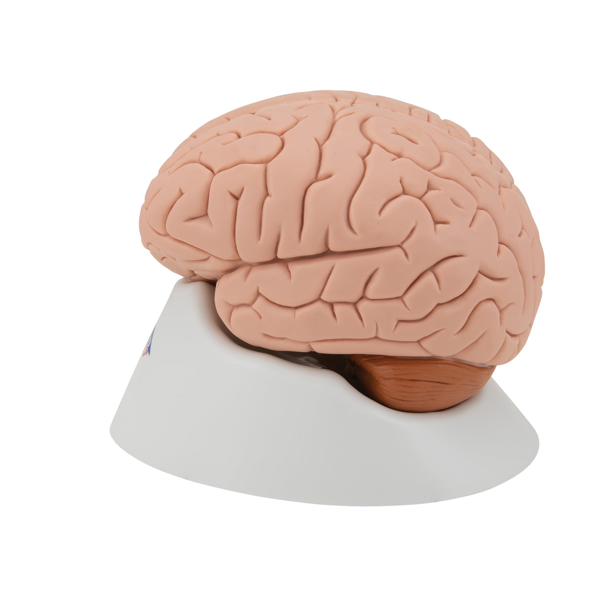 Human Brain Model, 4 part