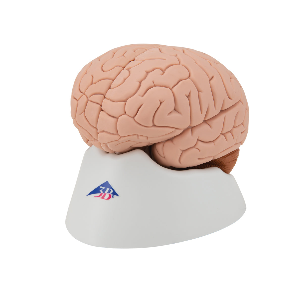 Human Brain Model, 4 part