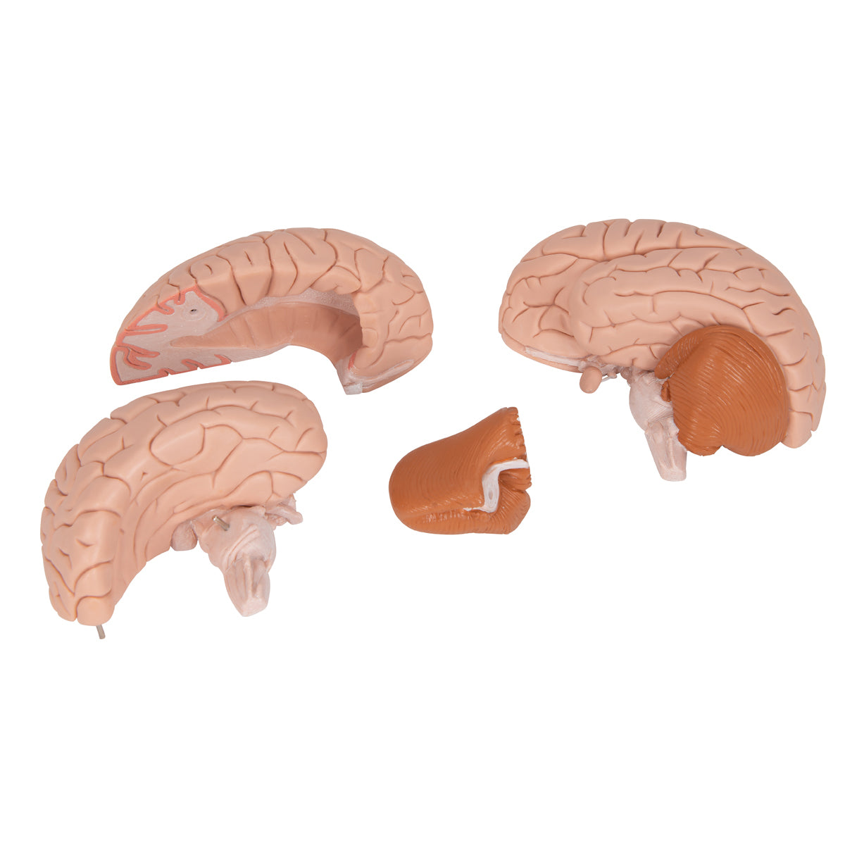 Human Brain Model, 4 part