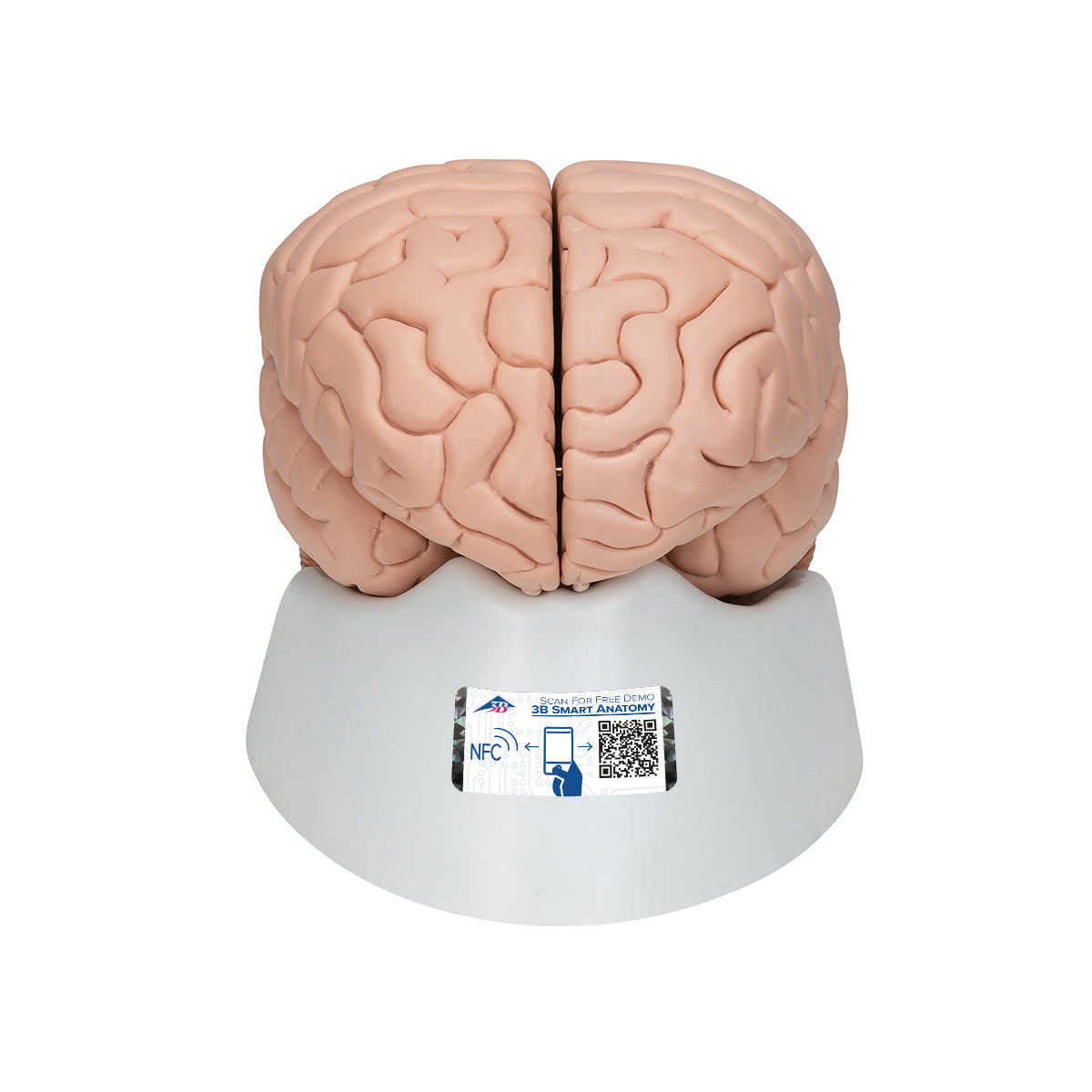Human Brain Model, 8 part