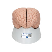 Human Brain Model, 8 part