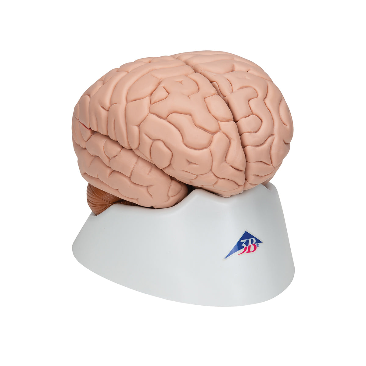 Human Brain Model, 8 part