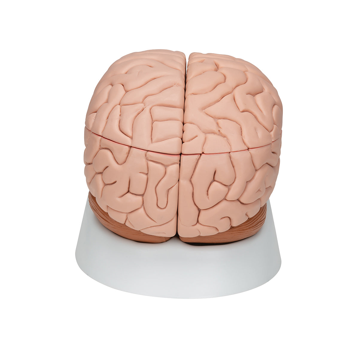 Human Brain Model, 8 part