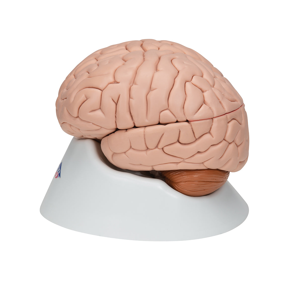 Human Brain Model, 8 part