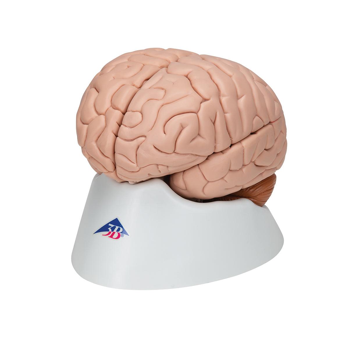 Human Brain Model, 8 part