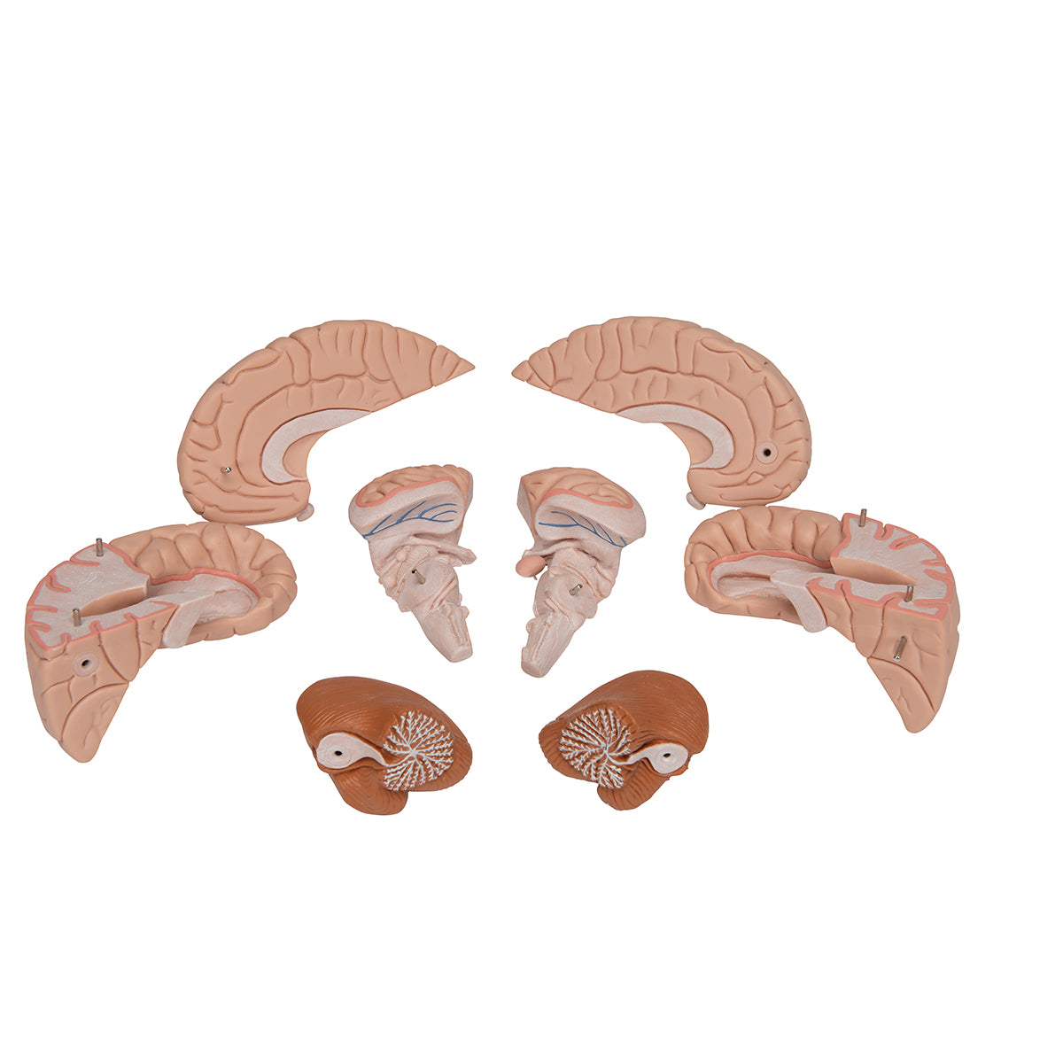 Human Brain Model, 8 part