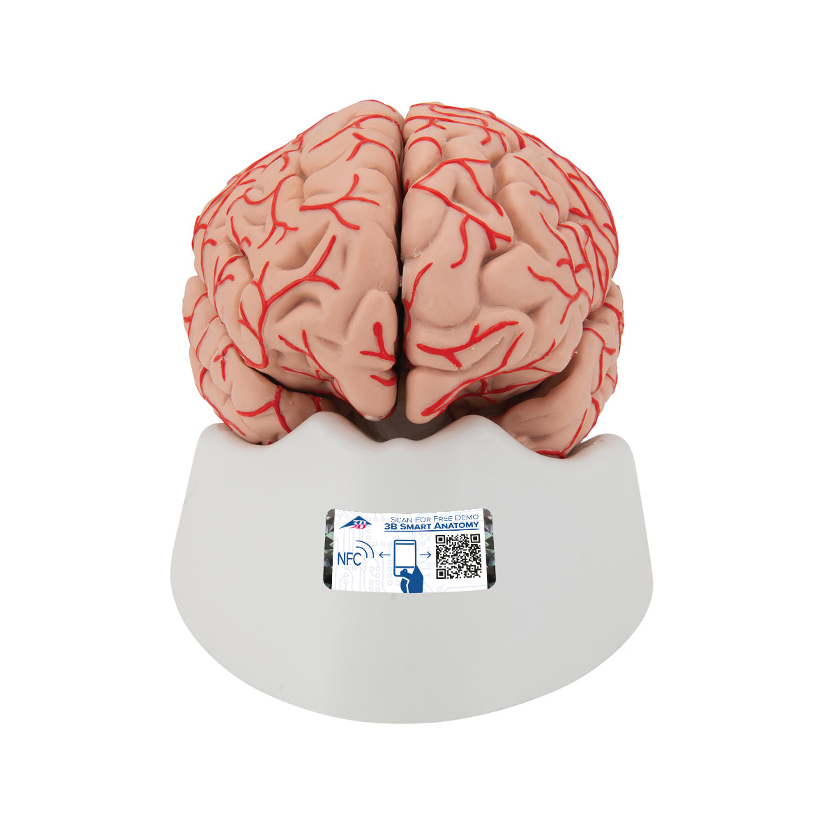 Human Brain Model with Arteries, 9 part
