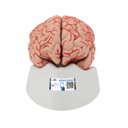 Human Brain Model with Arteries, 9 part
