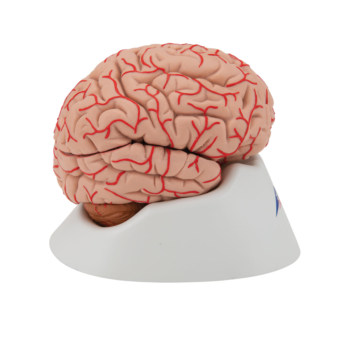 Human Brain Model with Arteries, 9 part