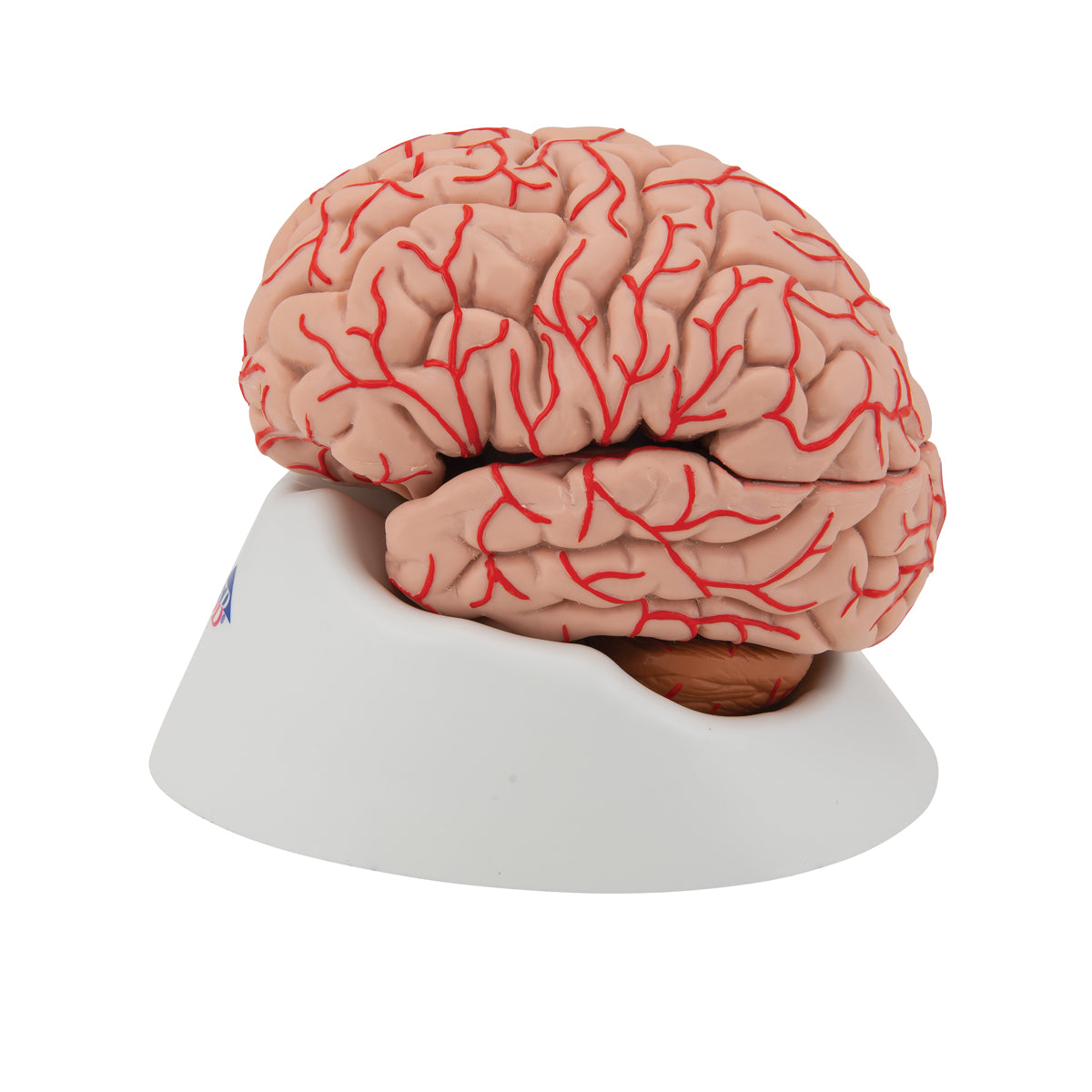 Human Brain Model with Arteries, 9 part