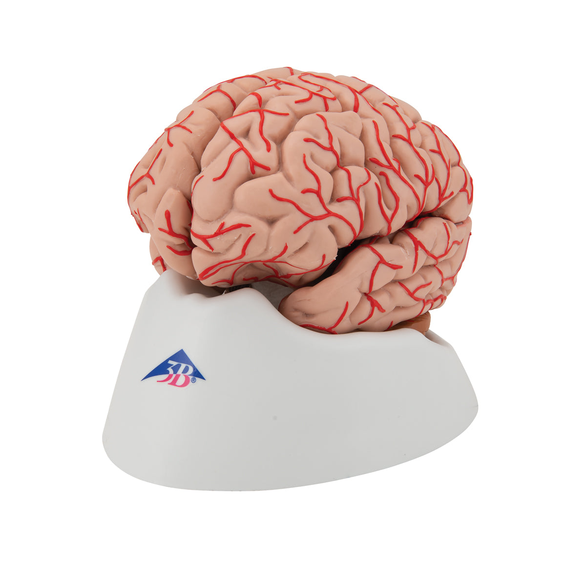 Human Brain Model with Arteries, 9 part
