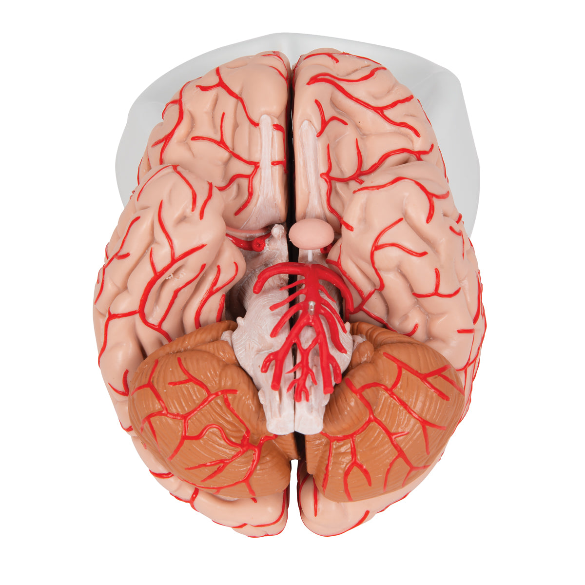 Human Brain Model with Arteries, 9 part
