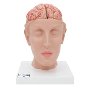 Human Brain Model with Arteries on Base of Head, 8 part
