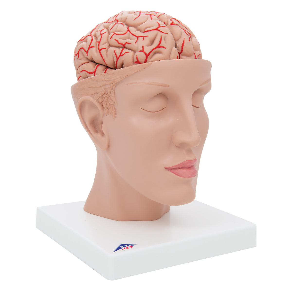 Human Brain Model with Arteries on Base of Head, 8 part