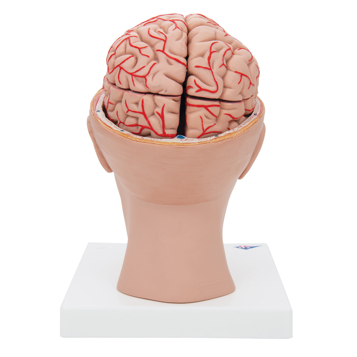 Human Brain Model with Arteries on Base of Head, 8 part