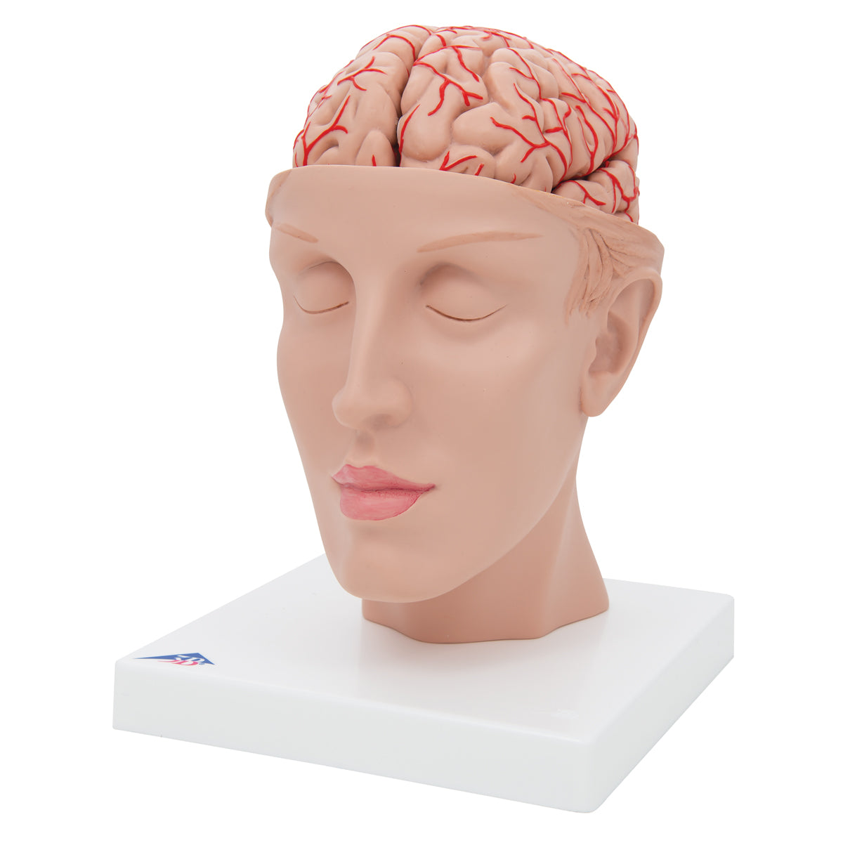 Human Brain Model with Arteries on Base of Head, 8 part