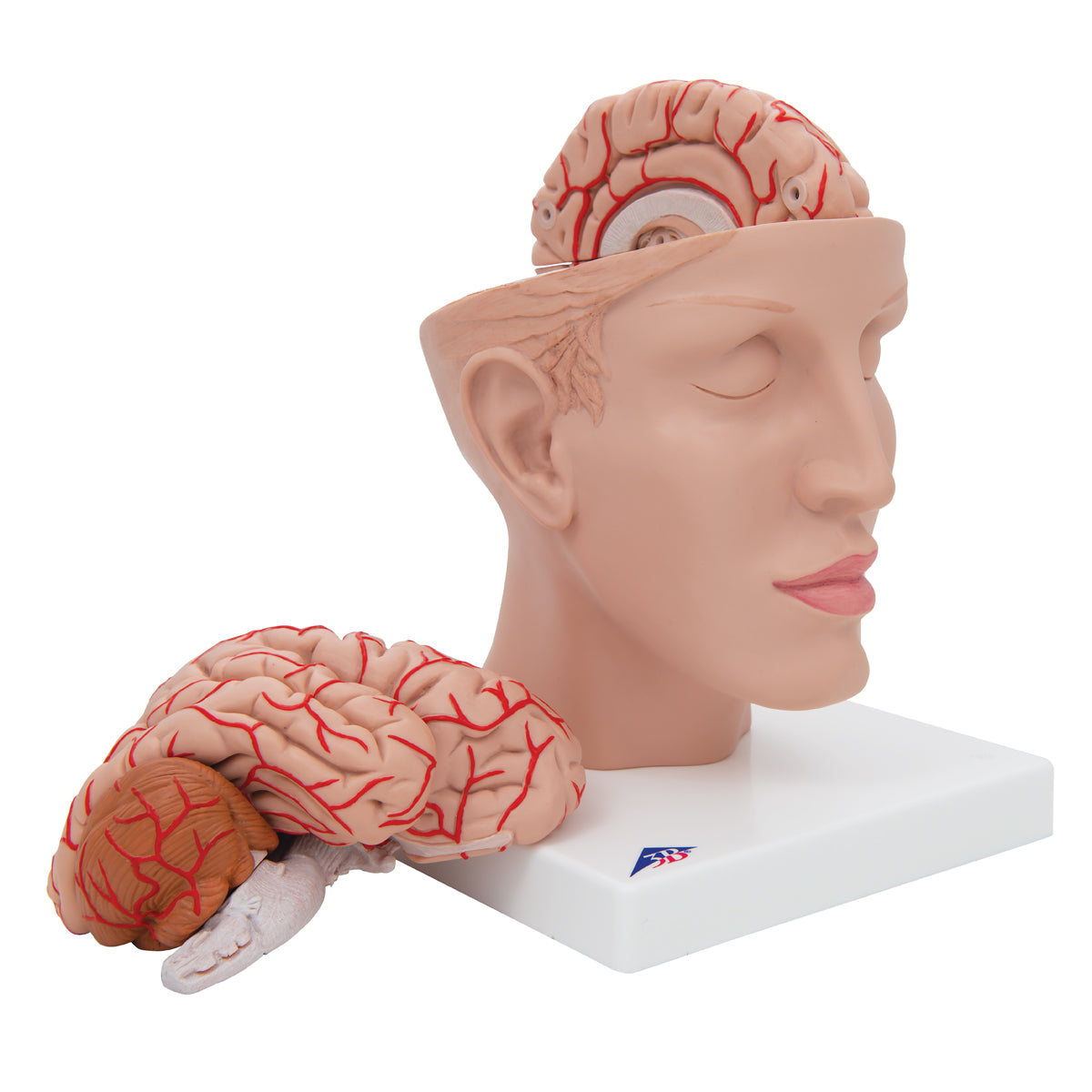 Human Brain Model with Arteries on Base of Head, 8 part