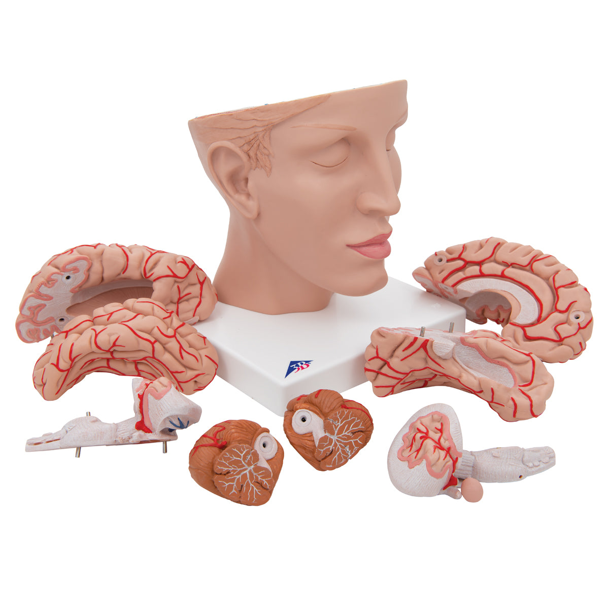 Human Brain Model with Arteries on Base of Head, 8 part