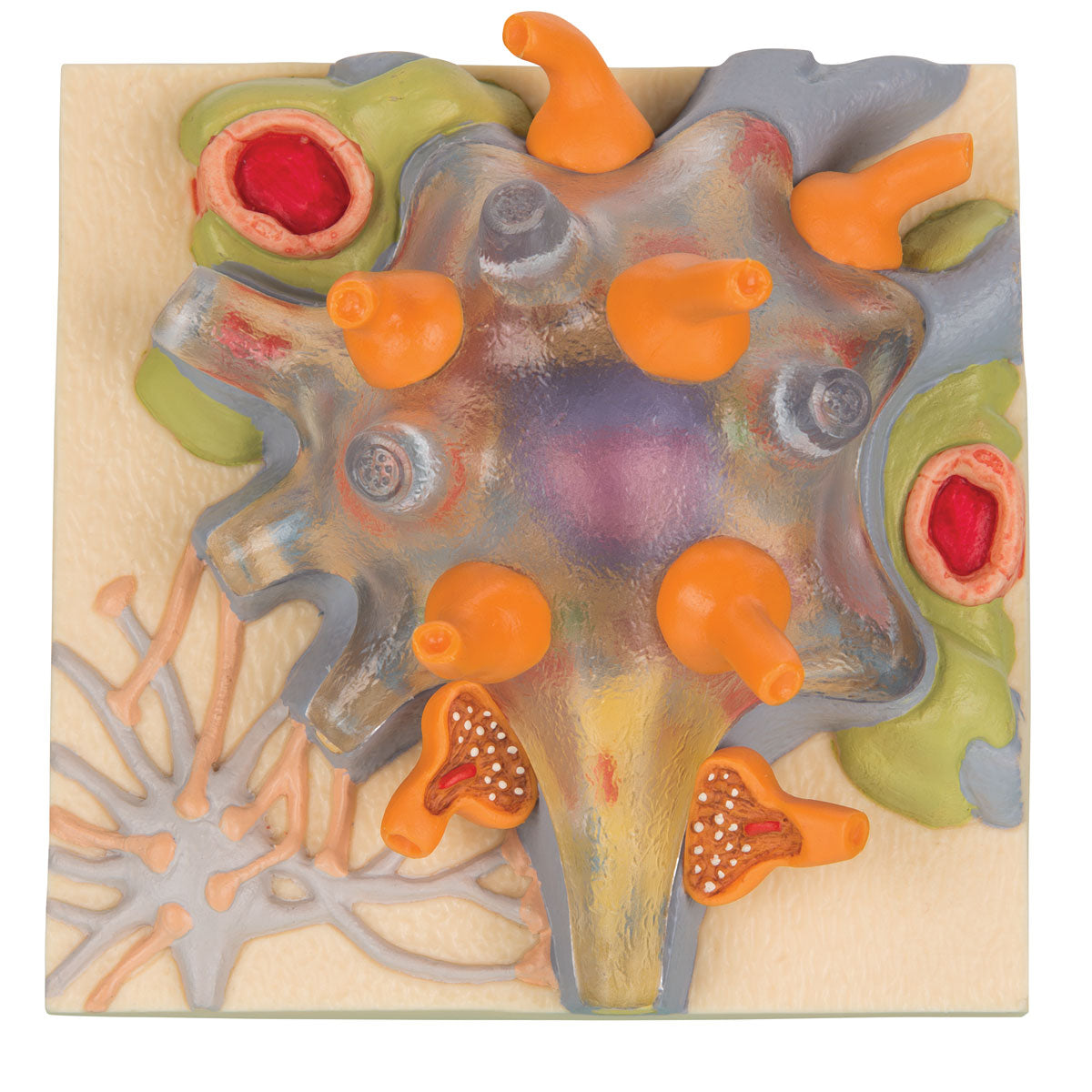Neuron Cell Body