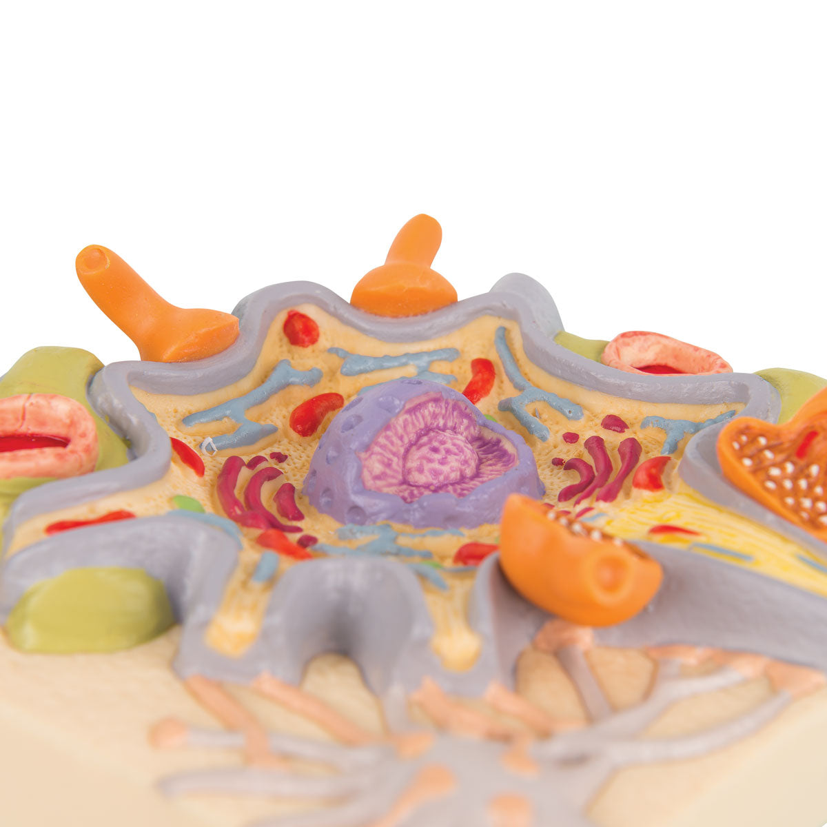 Neuron Cell Body