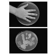 Plastic Petri Dish, 150mmD