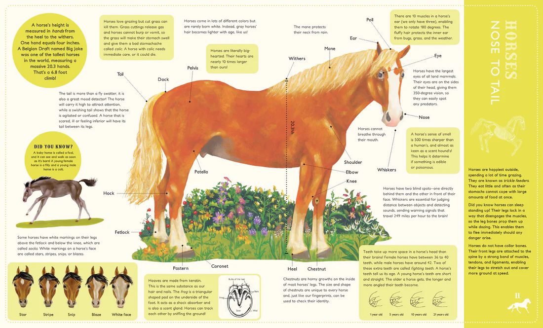 Around the world on 80 Horses - Hardcover Edition