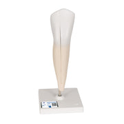 Lower Canine Human Tooth Model, 2 part