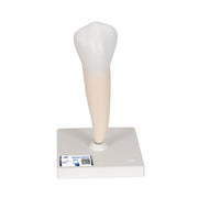 Lower Single-Root Pre-Molar Human Tooth Model