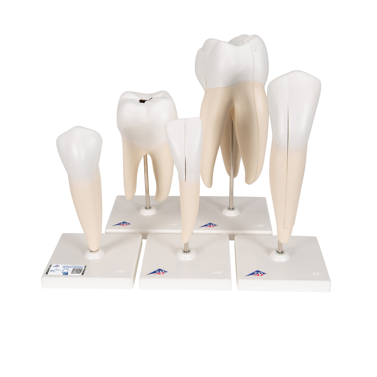 Human Tooth Models Set "Classic Series", 5 Models