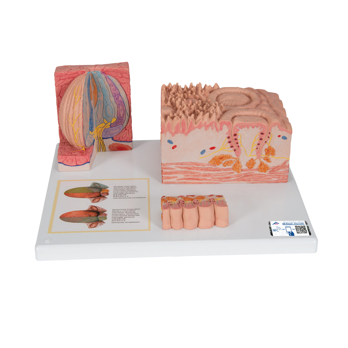 3B MICROanatomy Human Tongue Model