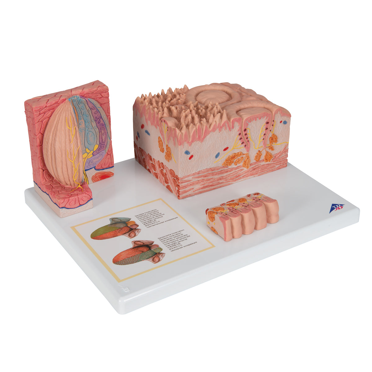 3B MICROanatomy Human Tongue Model